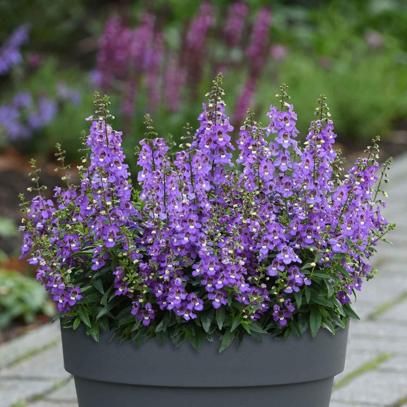 Eden Brothers Angelonia Seeds - Serena Blue