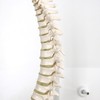 3B Scientific Human Anatomy - Mini Spine Model on Tripod