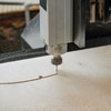 sourcing map Spiral Router Bit, 1/4" Cut Dia. Up Cut