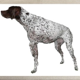 CafePress German Shorthaired Pointer Cap Unique Adjustable Baseball Hat Khaki