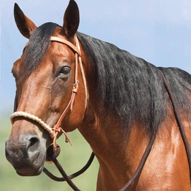 Mustang Round Braided Noseband Breaking Hackamore