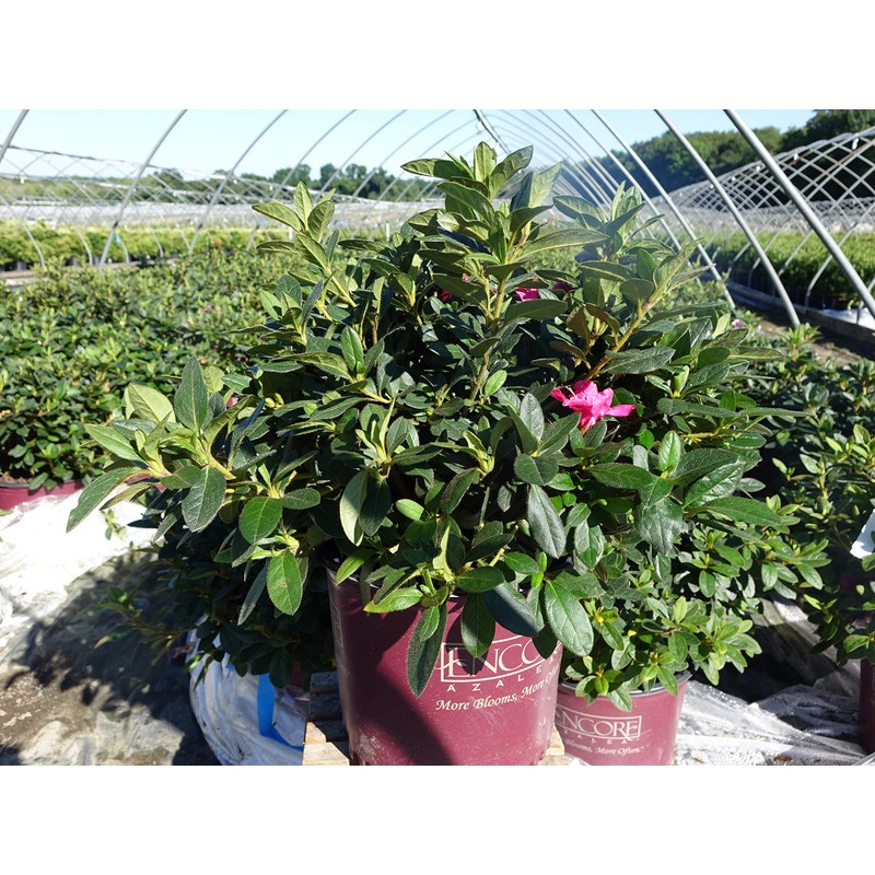 Azalea Encore Autumn Twist (Reblooming Azalea) Shrub, RB white/purple, #3