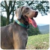 Beanspet Dog Collar, Dog Collar, Basic Belt, Genuine Leather, Dog