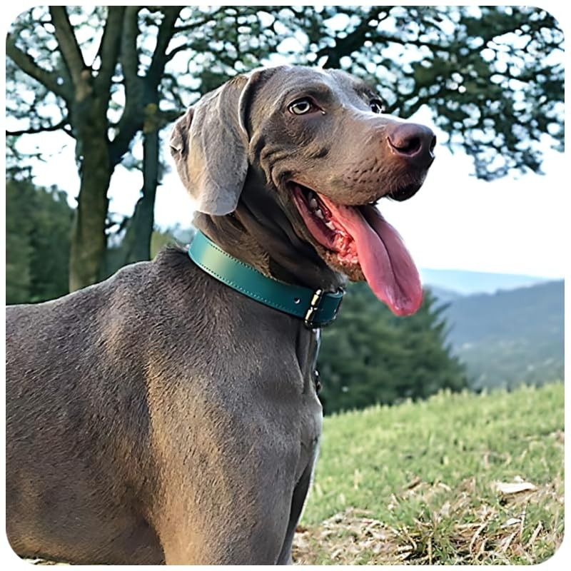 Beanspet Dog Collar, Dog Collar, Basic Belt, Genuine Leather, Dog