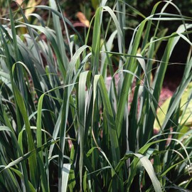 Neal's Yard Remedies Parma Rosa Water Lotion, 6.8 fl oz (200 ml) (x 1)