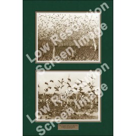 24x36" Claypool Ducks Wild Acres Reservior Print (Sepia Version)