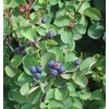 CZ Grain 30 Saskatoon Serviceberry Seeds for Planting Amelanchier alnifolia