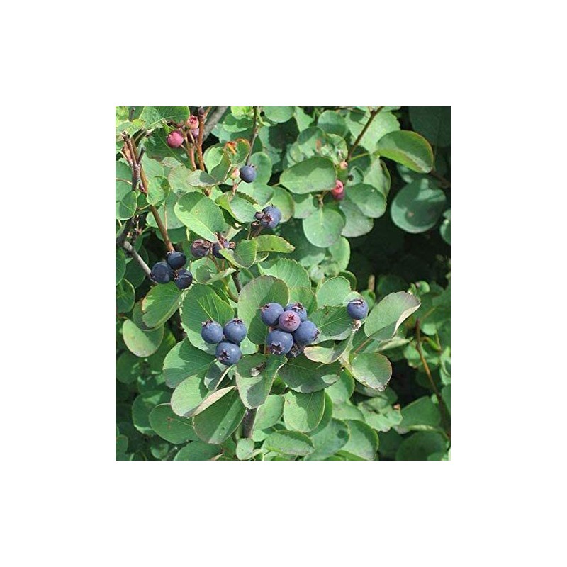 CZ Grain 30 Saskatoon Serviceberry Seeds for Planting Amelanchier alnifolia