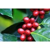 Alto Grande Super Premium Ground Coffee, and Yaucono Selecto Limited