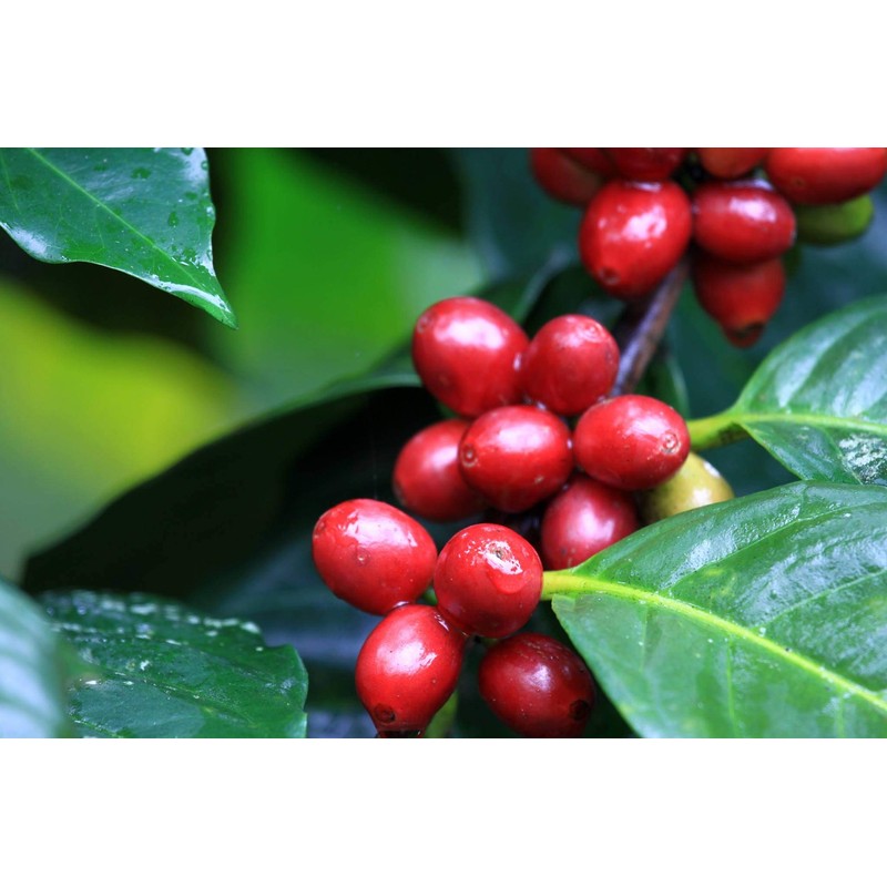 Alto Grande Super Premium Ground Coffee, and Yaucono Selecto Limited