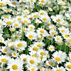 The Old Farmer's Almanac Daisy Seeds (Shasta Alaska) - Approx