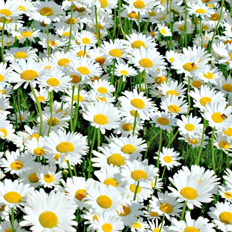The Old Farmer's Almanac Daisy Seeds (Shasta Alaska) - Approx