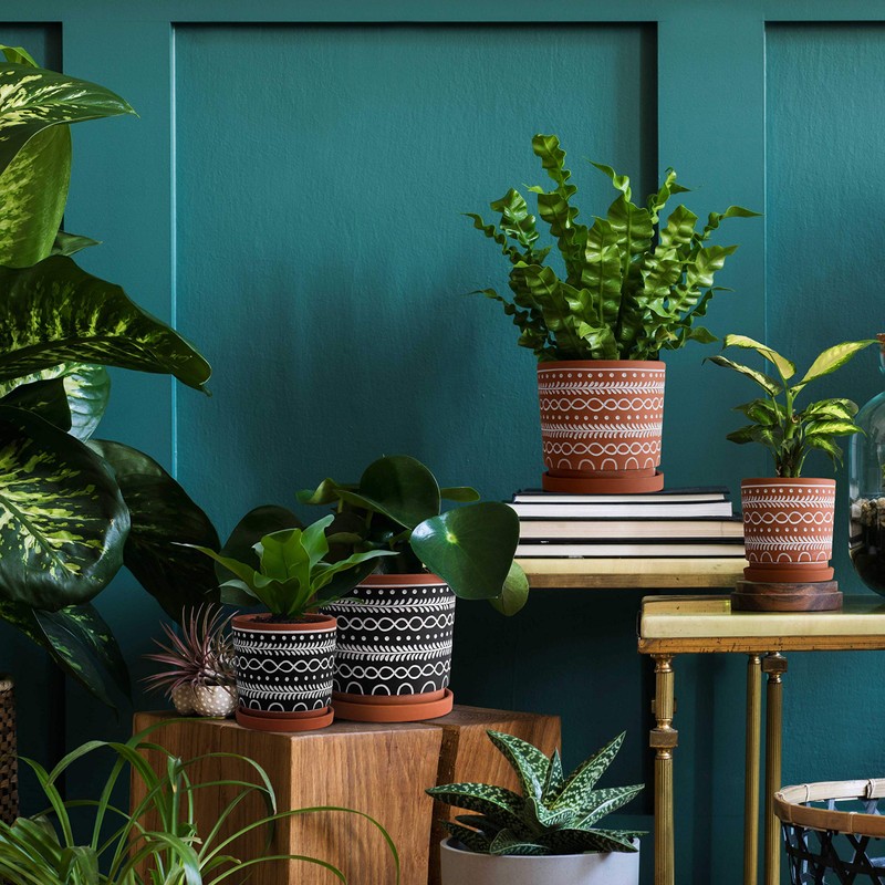 D'vine Dev Set of 2 Terracotta Pots, 4 Inch &