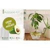 Romberg Avocado Kit | for Growing Avocado Plants | Free
