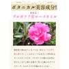 桜吐息120粒 約4ヶ月分 NEWローズサプリ誕生 バラと桜のフレグランスサプリ 桜ローズ