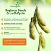 Outsidepride Soybean Seeds - 10 lbs High-Protein & High Yield
