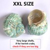 iao.v.p 2pcs XXL Hermit Crab Shells, Natural Sea Conch, Green,