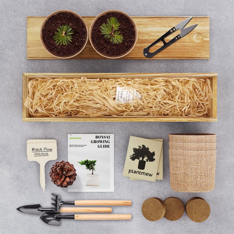 Bonsai Tree Kit for Beginners - 5 Unique Japanese Bonsai