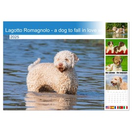 Lagotto Romagnolo - a dog to fall in love with (Monthly Wall Calendar 2025 16.5" x 23.4" (open)), CALVENDO 14 Month Calendar