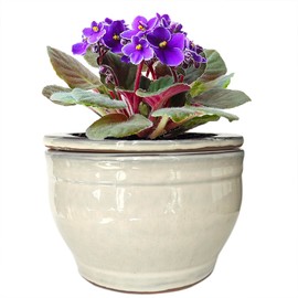 Dphagesy African Violet Pots Self Watering Round Ceramic Violet Pot (White, 6 inch)