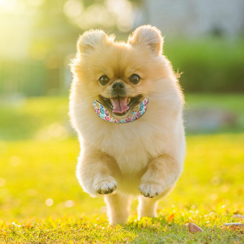 Sweet Donuts Cupcake Dog Collars Soft Adjustable Collar Strap for