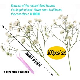 White Babys Breath Dried Pressed Flowers for Crafts, Real Natural Dry Flowers Bulk for Wedding Card Home Party Decor, Resin Art, Bookmark, Scrapbook, Jewelry, Candle & Soap Making (100PCS)