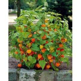 Seeds Ground Cherry (Cape Gooseberry, Goldenberry) Orange Physalis Vegetable for Planting Non GMO
