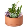 Low 8 Inch Succulent Terracotta Shallow Pot with Drainage Hole and Saucer, Round Cylinder Planter Pot for Plant Flower, 41-B-M-1