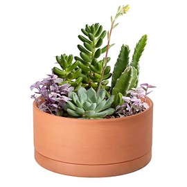 Low 8 Inch Succulent Terracotta Shallow Pot with Drainage Hole and Saucer, Round Cylinder Planter Pot for Plant Flower, 41-B-M-1
