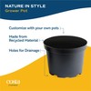Costa Farms Live Indoor Plant Bundle in Plastic Pots, Easy