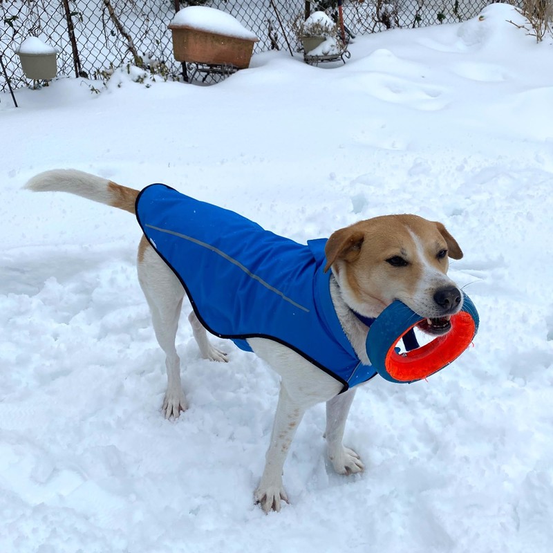 Mile High Life Dog Raincoat, Adjustable Waterproof Reflective Rain Jacket