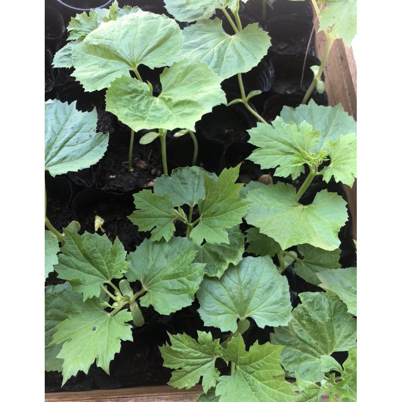 BitterMelon Seed 25pcs BitterMelon Gourd Ampalaya Seed Fresh Harvested US