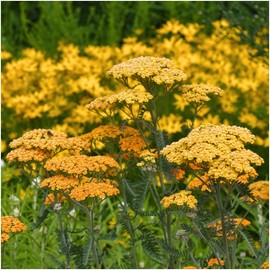 Seed Needs, Gold Yarrow (Achillea filipendulina) Twin Pack of 500 Seeds Each
