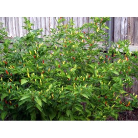 Hot Pepper Seeds - Tabasco - Heirloom - Liliana's Garden