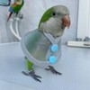 Adjustable Parrot Cone Collar, Safe and Practical Cotton Collar to