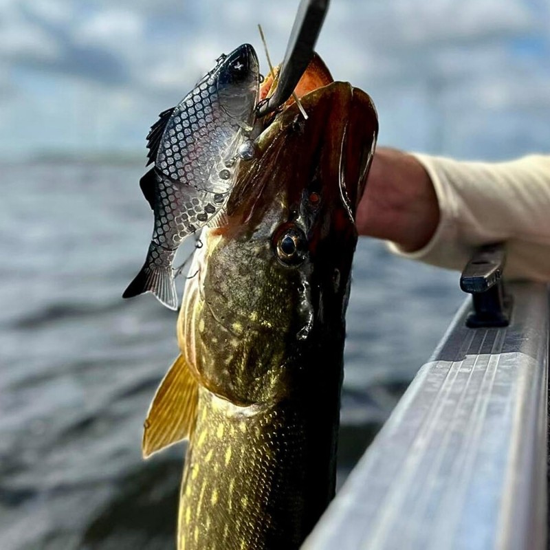 Monkey Lures Swimbait Purge Glider 17.5 cm - Floating Glidebait,