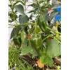 Semillas De Chile Poblano Para Sembrar