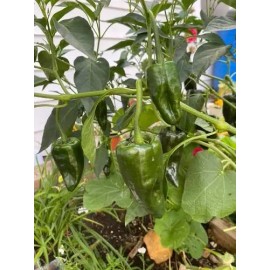 Semillas De Chile Poblano Para Sembrar