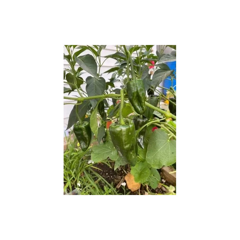 Semillas De Chile Poblano Para Sembrar