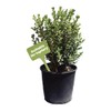 American Plant Exchange Live Japanese Boxwood Plant, Plant Pot for