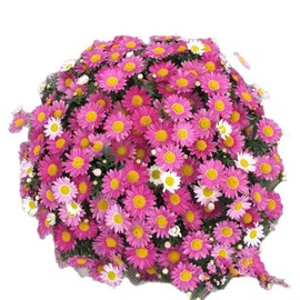 2000+ Mixed Color Pyrethrum Tanacetum Chrysanthemum Flower Seeds – Non-GMO Heirloom Variety for Outdoor Planting, Easy to Grow, Perfect for Home Garden Landscaping