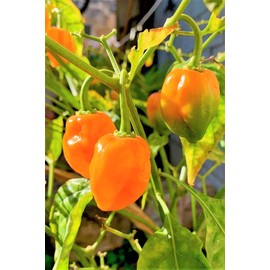 TomorrowSeeds - Orange Habanero Pepper Seeds - 150+ Count Packet - for 2024 350,000 Scoville Spicy Hot Tropical Pepper Chili Scotch Bonnet