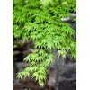 sunshine master Live Japanese Red/Green Maple Bloodgood Tree Well Rooted