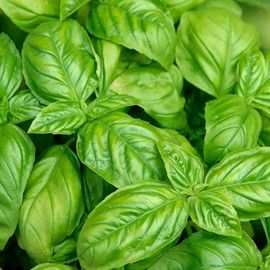 Basil, Italian Large Leaf (Ocimum basilicum) Herb Seeds, Sweet, Aromatic Flavor, Natural Pest Repellent, Easy to Grow, Seeds by MySeeds.Co, You Choose The Amount (1/4 LB)