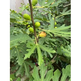 Unbranded Brunswick Fig - 2 Cuttings - PLUS WILLOW WATER FOR ROOTING!!