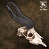 K Exclusive African Springbok Antelope Skull Replica | Cold Cast