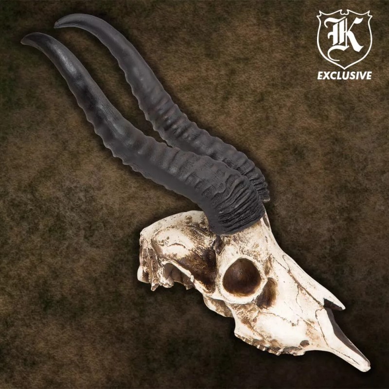 K Exclusive African Springbok Antelope Skull Replica | Cold Cast
