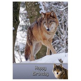 Wolf Birthday Card