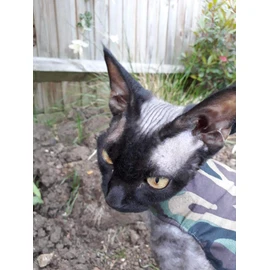 Mynwood Cat Jacket/Harness Green Combat Kitten up to 8month