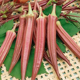 Jing Orange Okra Seeds - 5 Lb Bulk ~40000 Seeds - Non-GMO, Heirloom - Vegetable Garden - Abelmoschus esculentus